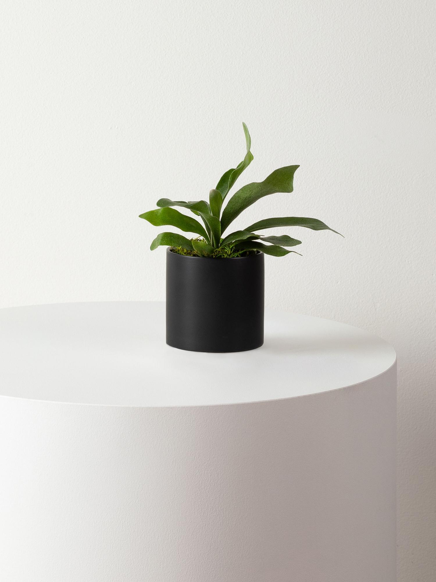 Staghorn Fern