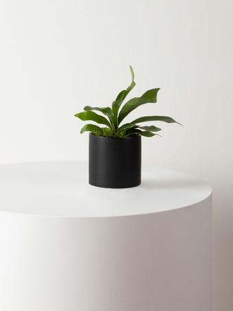 indoor plants picture