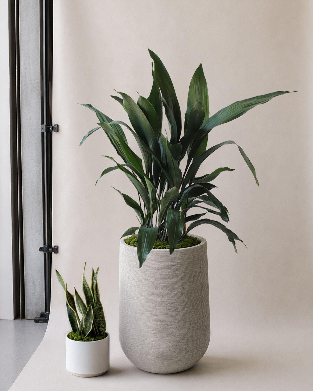 Cast Iron Plant scale image