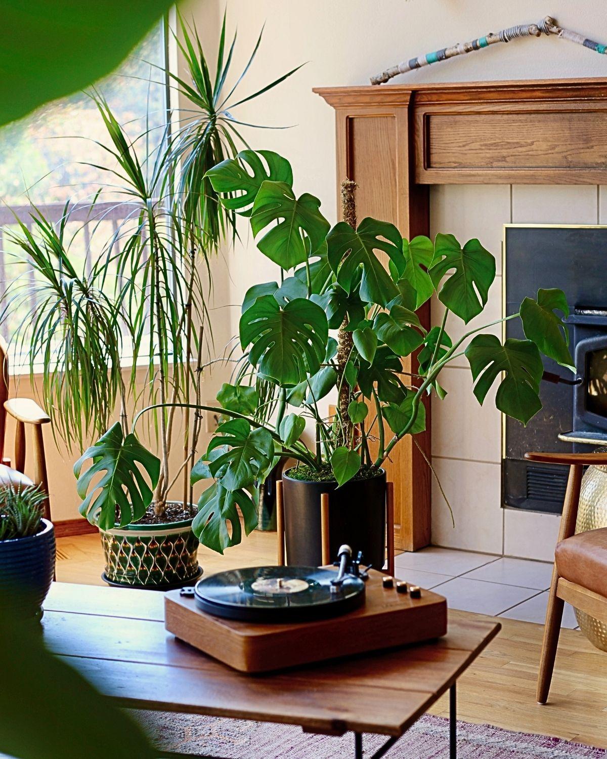 Monstera Deliciosa