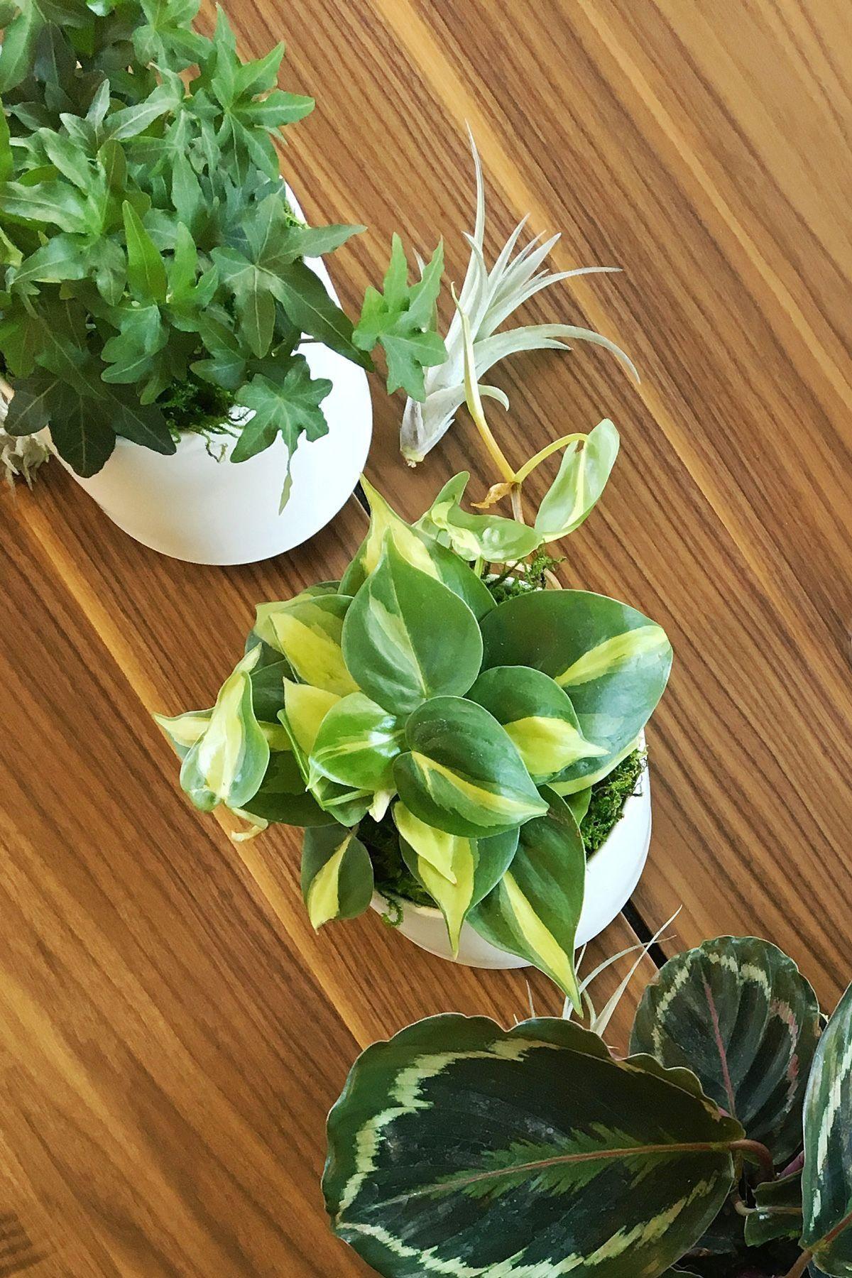 Philodendron Brasil