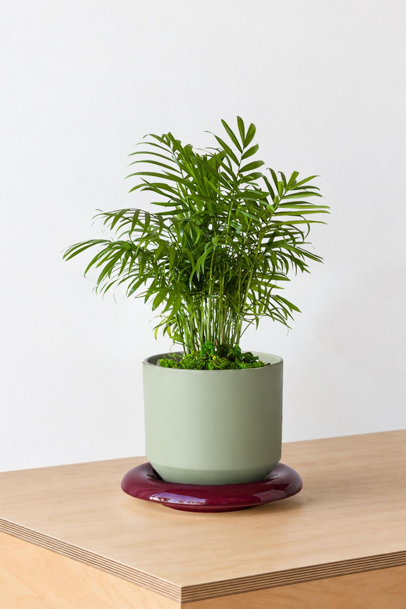Parlor Palm