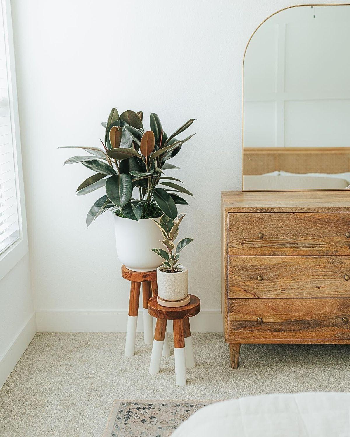 Rubber Tree