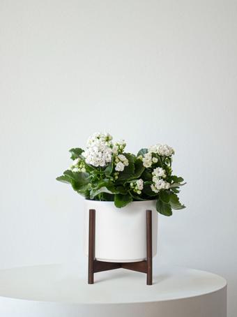 indoor plants picture
