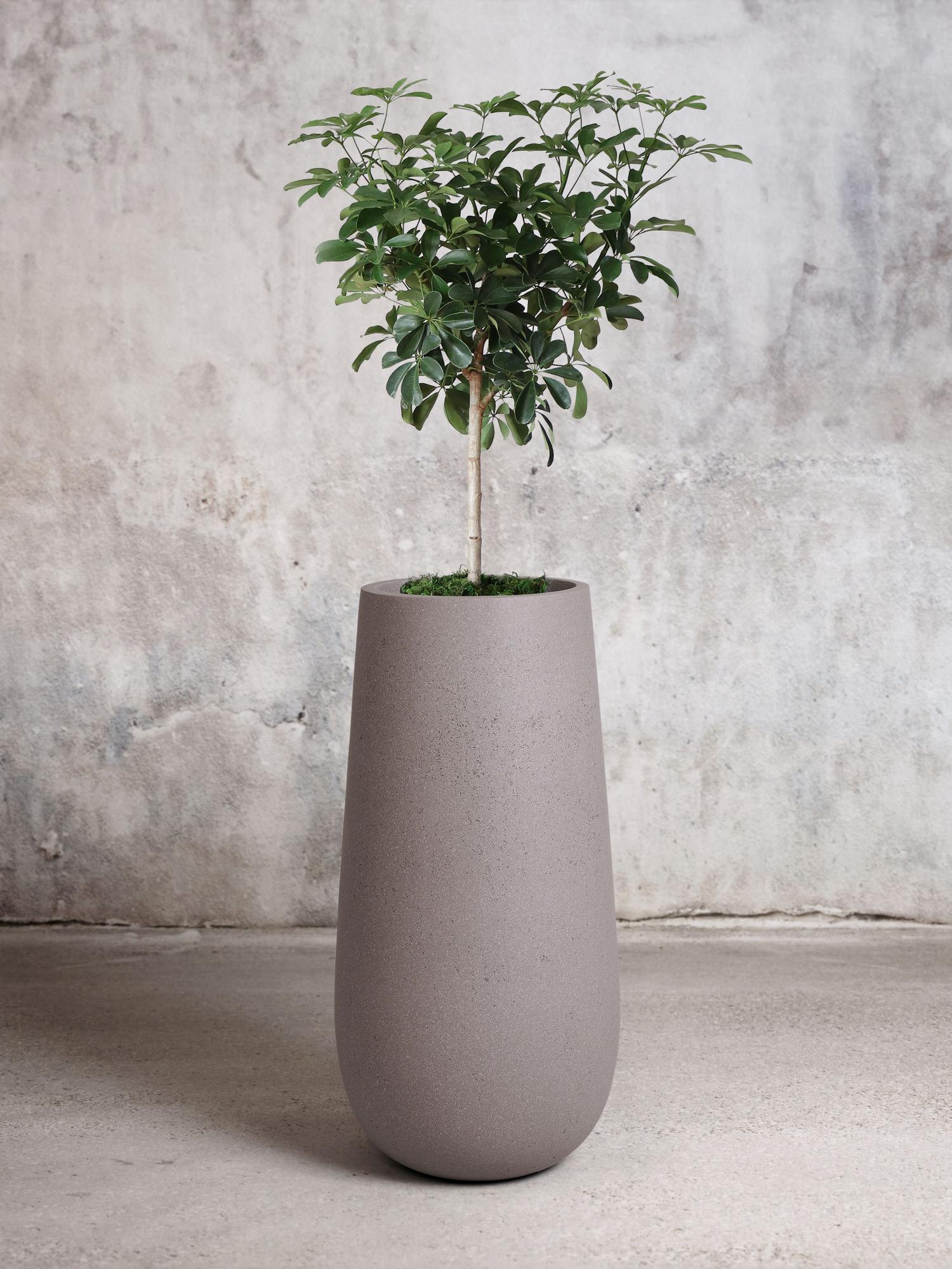 Schefflera Tree