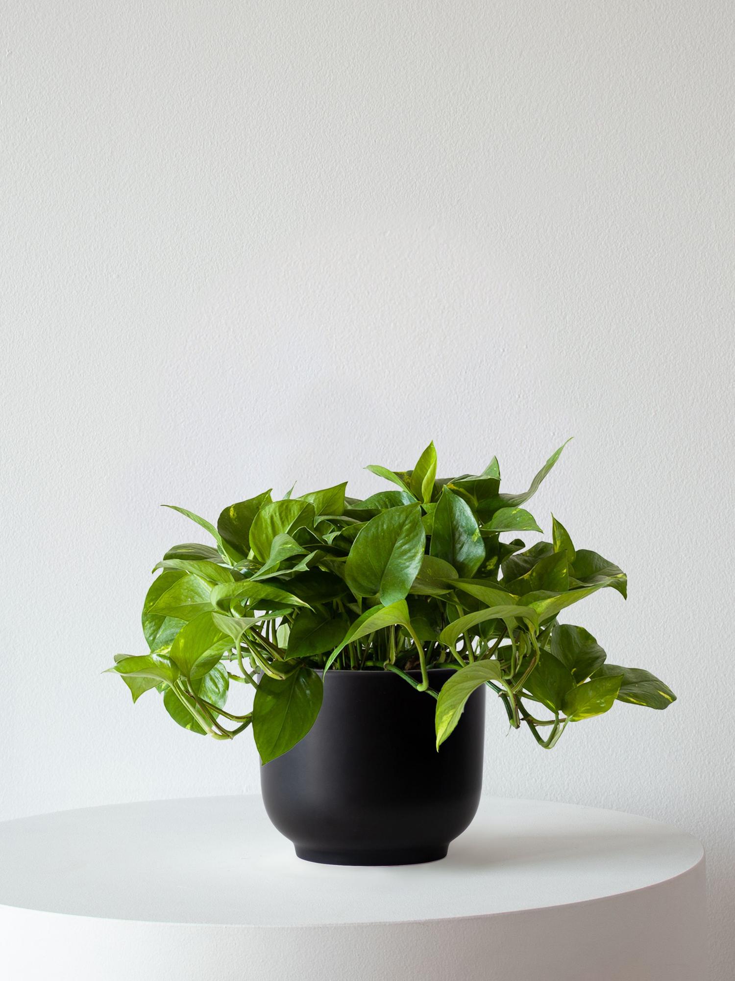 Cascading Pothos