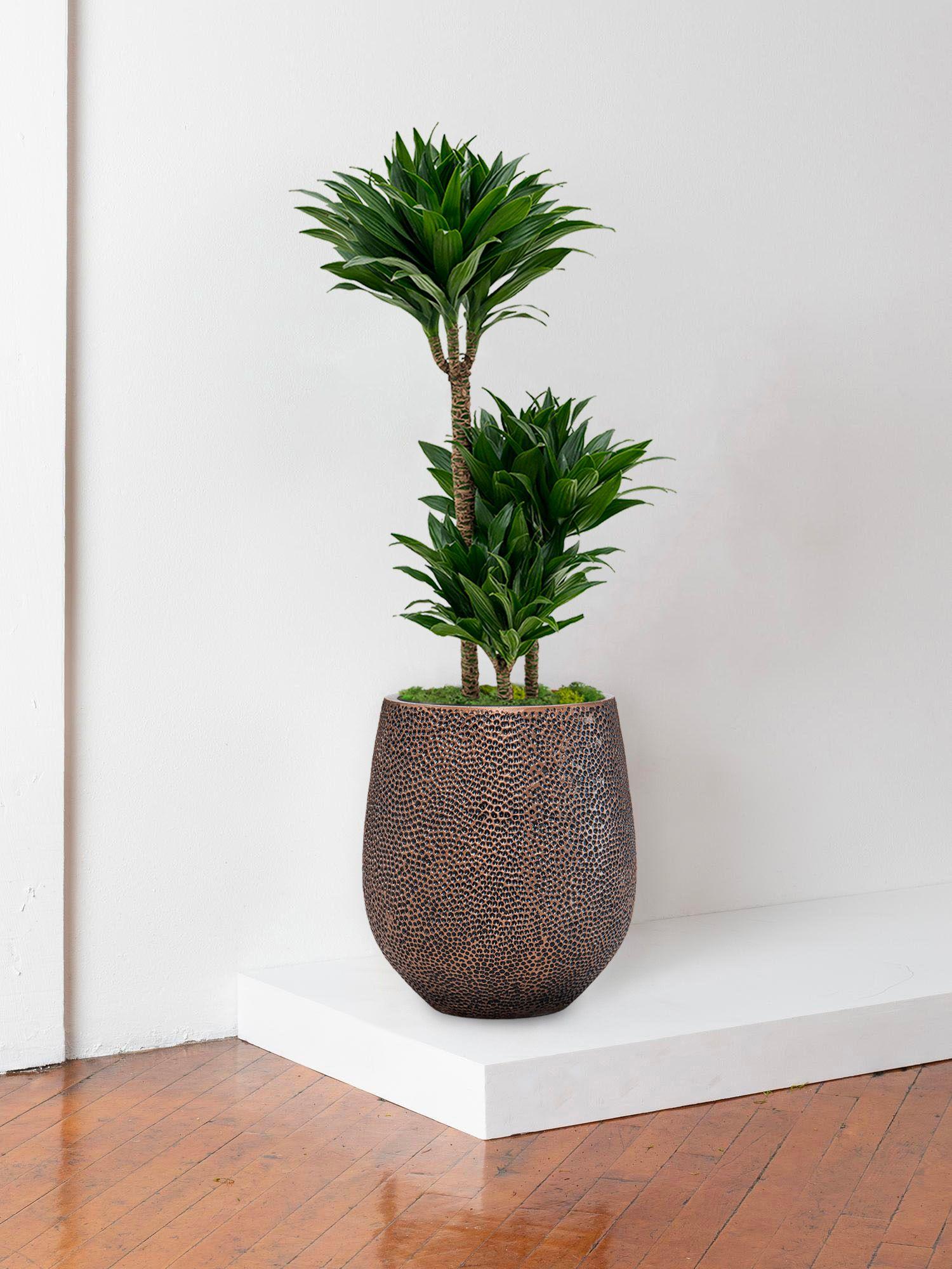 Dracaena Fragrans Compacta
