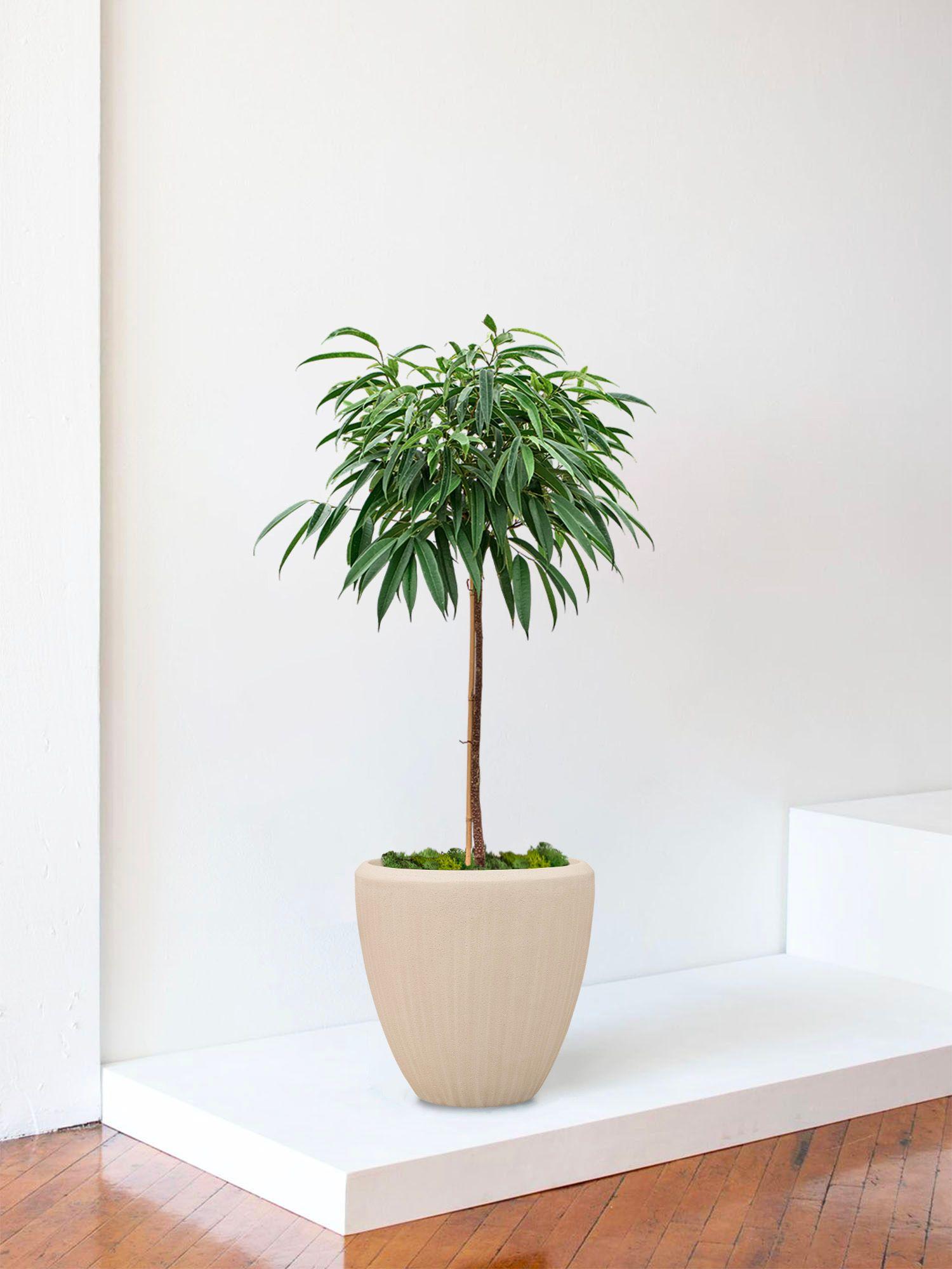 Arbre Ficus Alii - Le 30 - Maia calcaire 