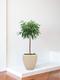 Ficus Alii Tree
