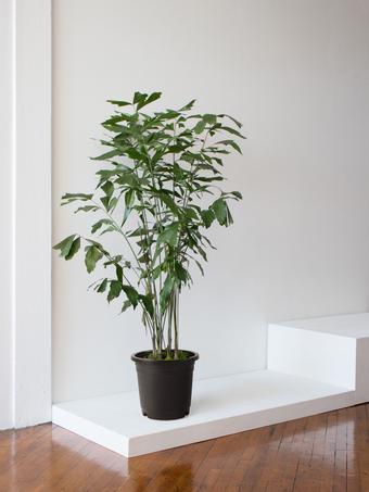 indoor plants picture