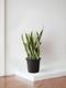 Snake Plant Laurentii