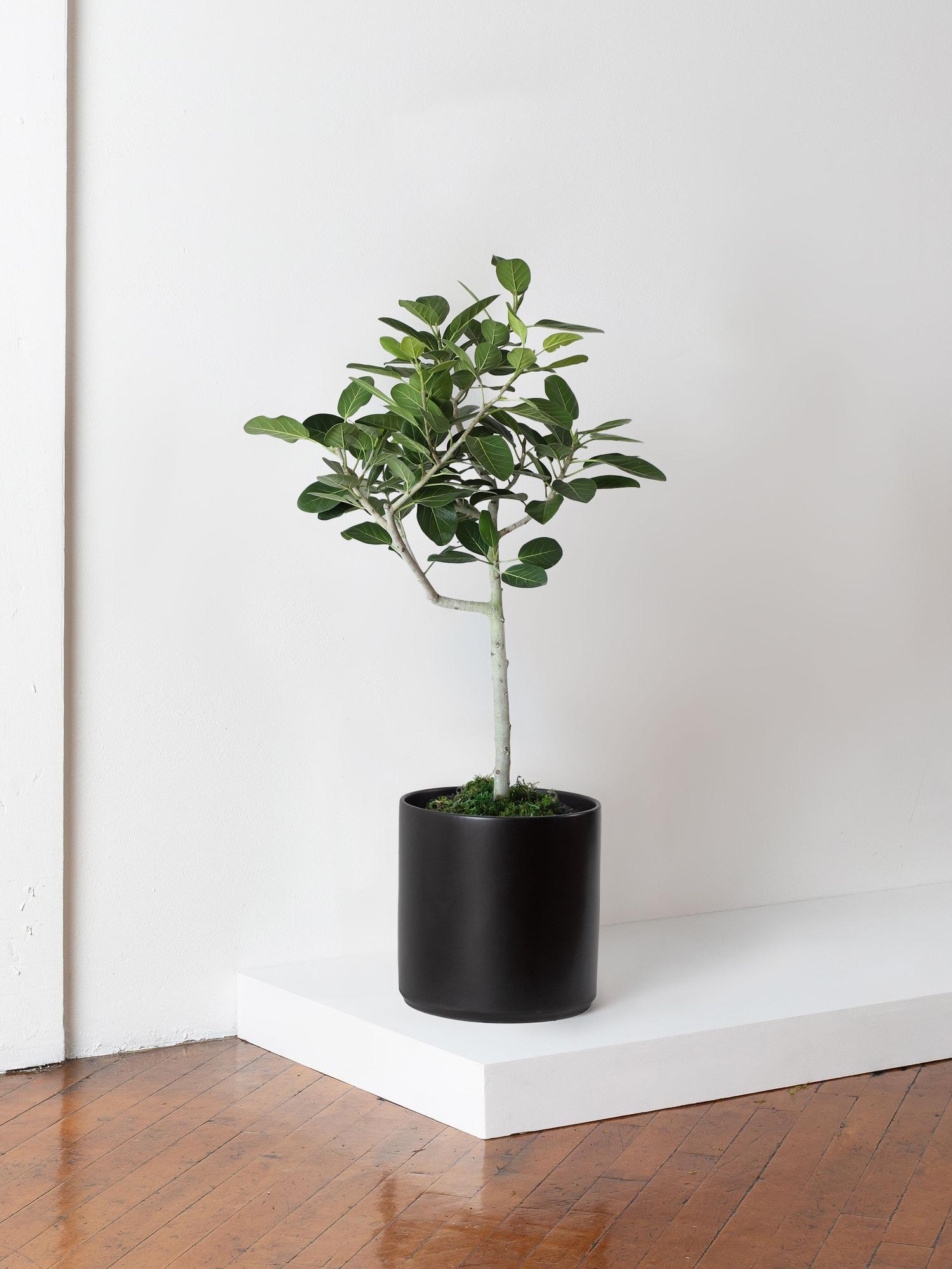 ficus-audrey-tree-black-mid-