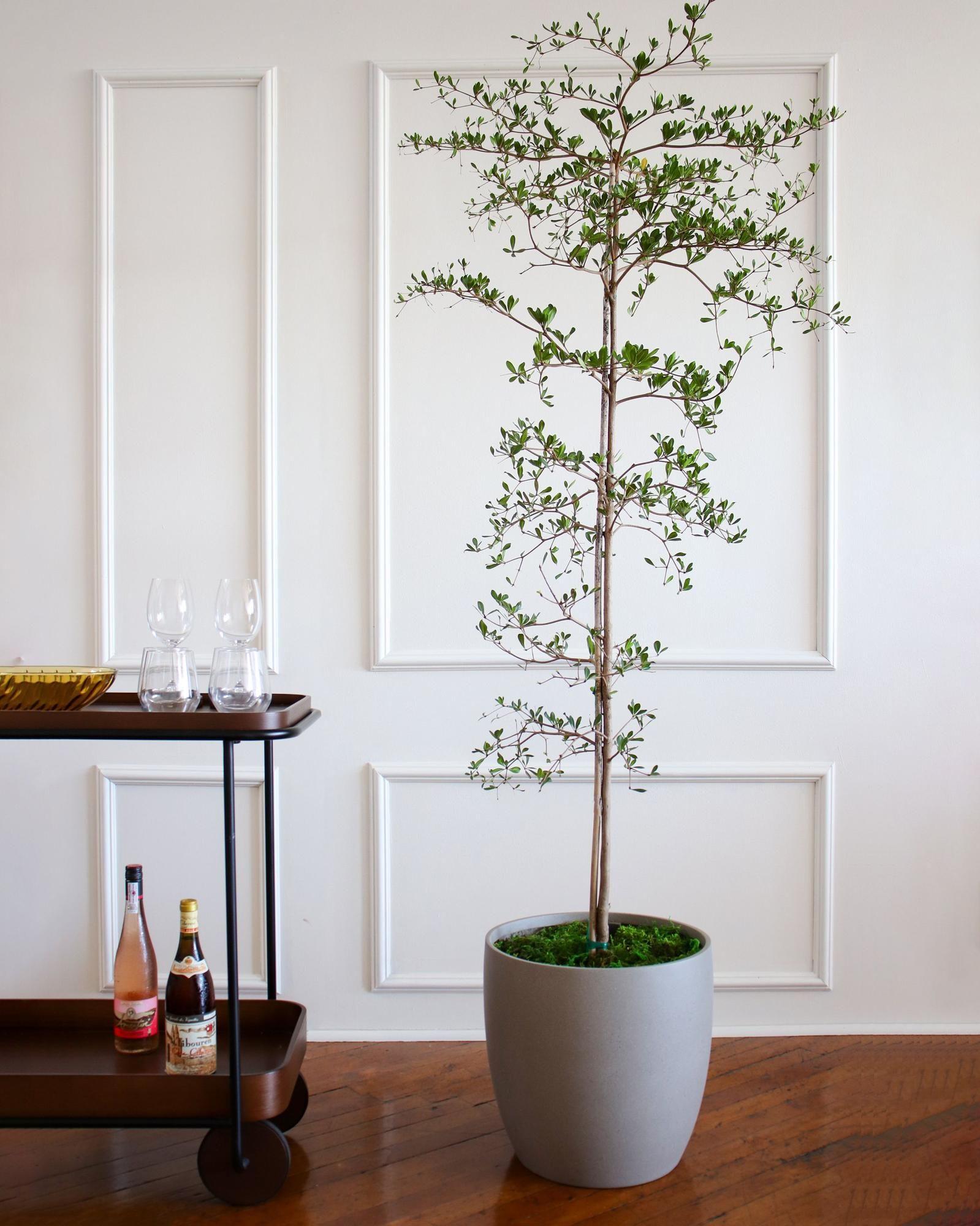 Black Olive Tree