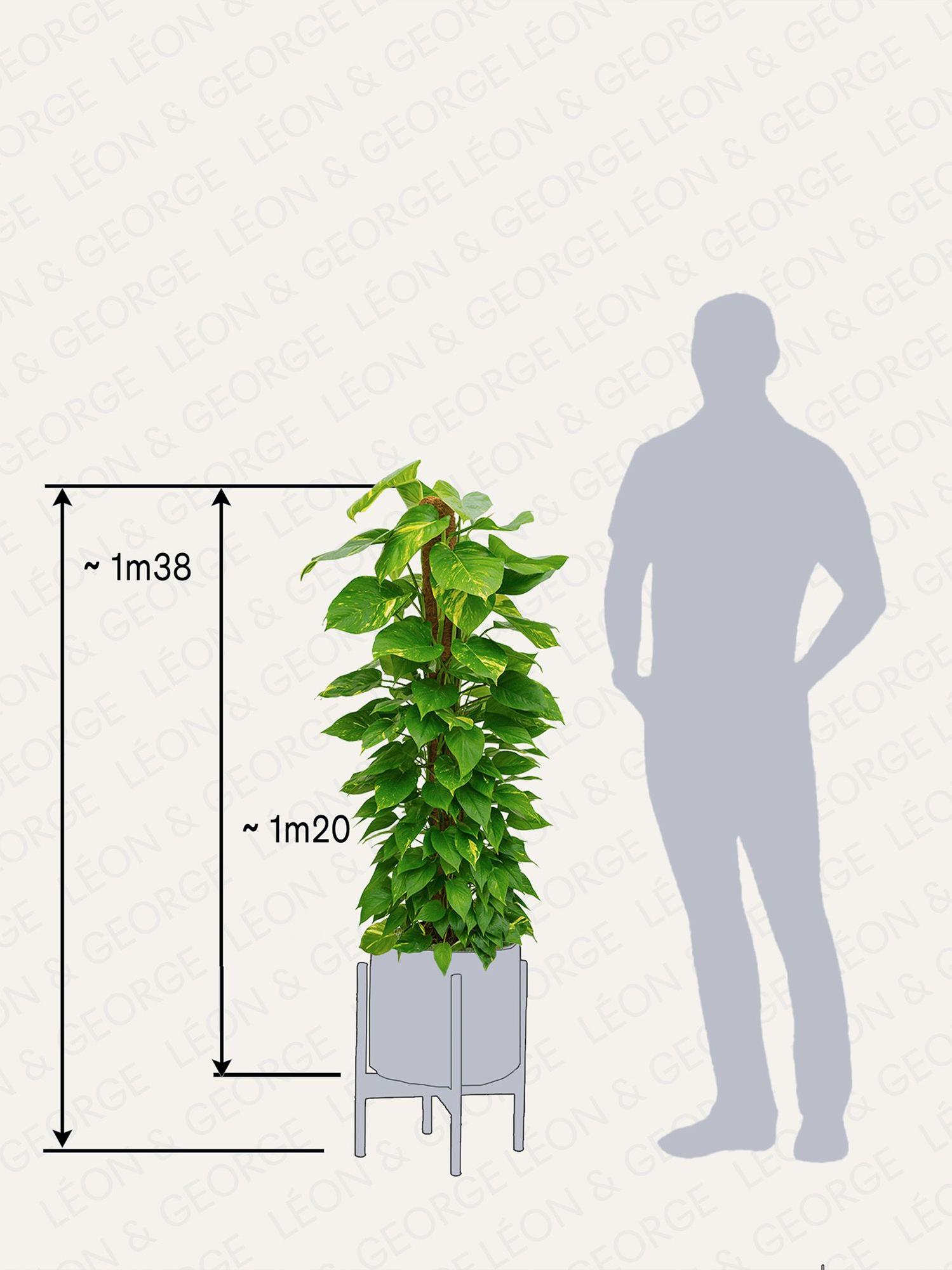 Pothos Colonne