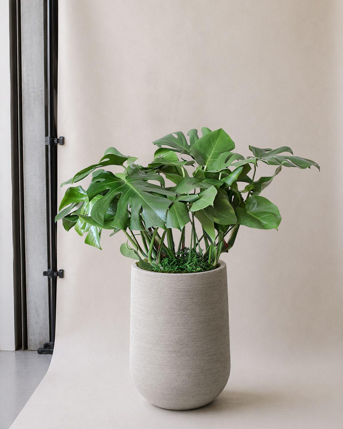 Monstera Deliciosa - Dune Pilat Pot 
