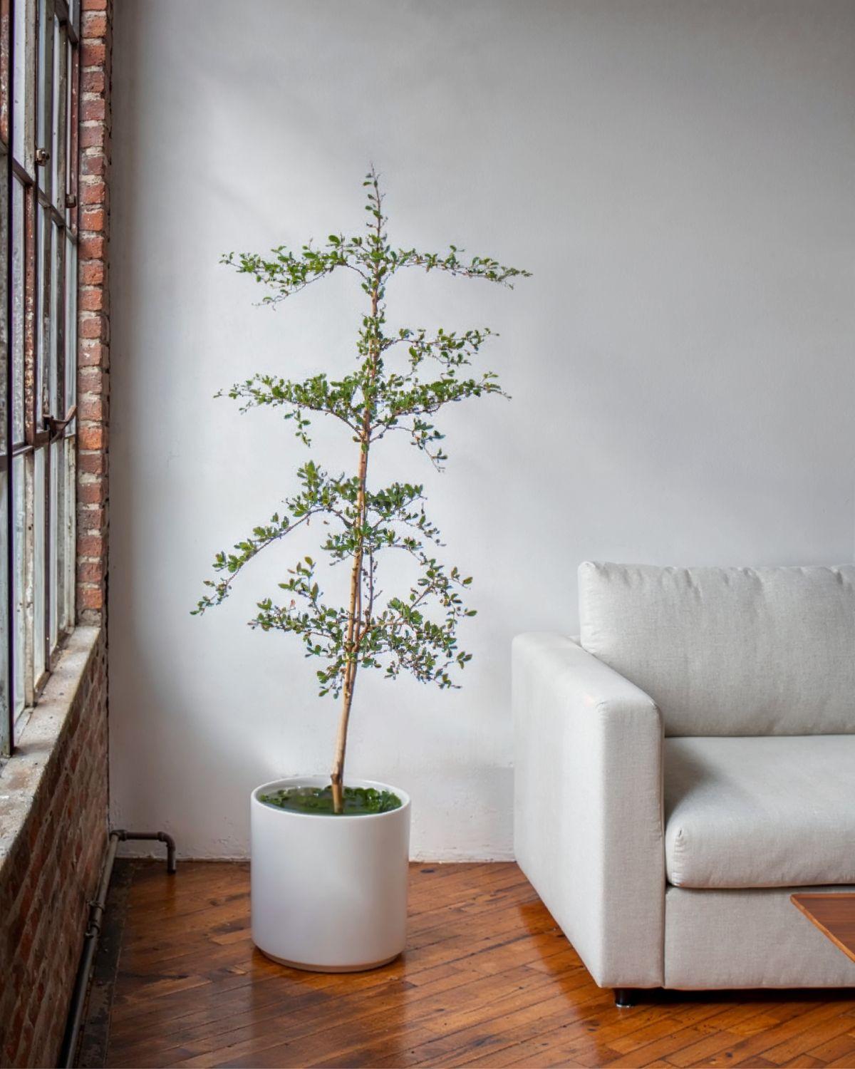 Black Olive Tree