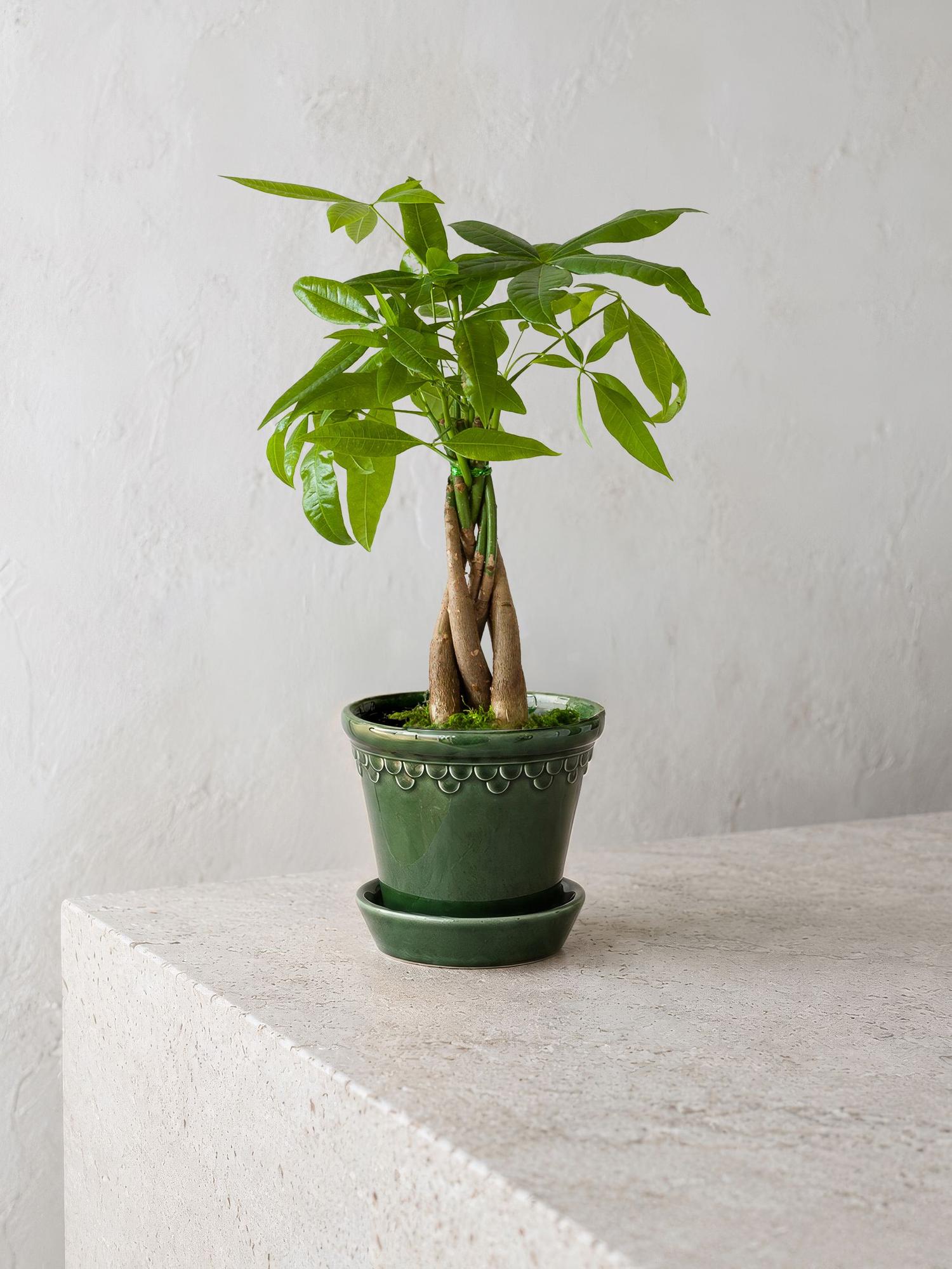 Braided Money Tree