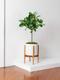 Arbre Ficus Audrey