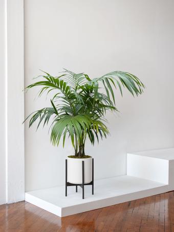 indoor plants picture