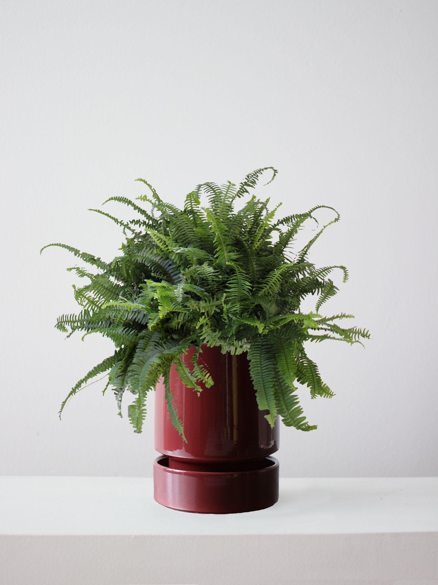 Boston Fern