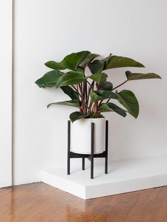 indoor plants picture