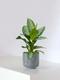 Silver Evergreen