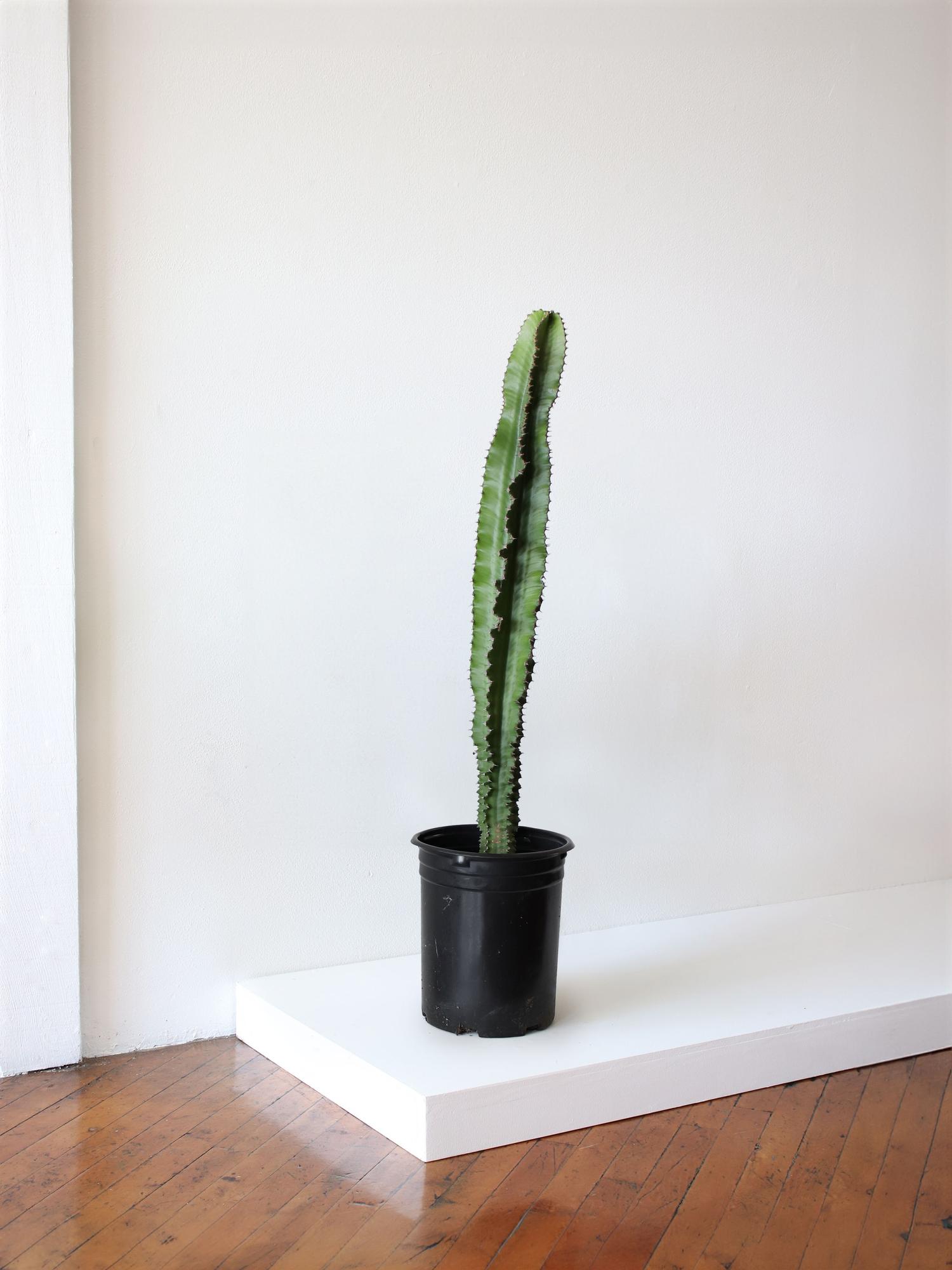 jade-cactus-no-decorative-pot-