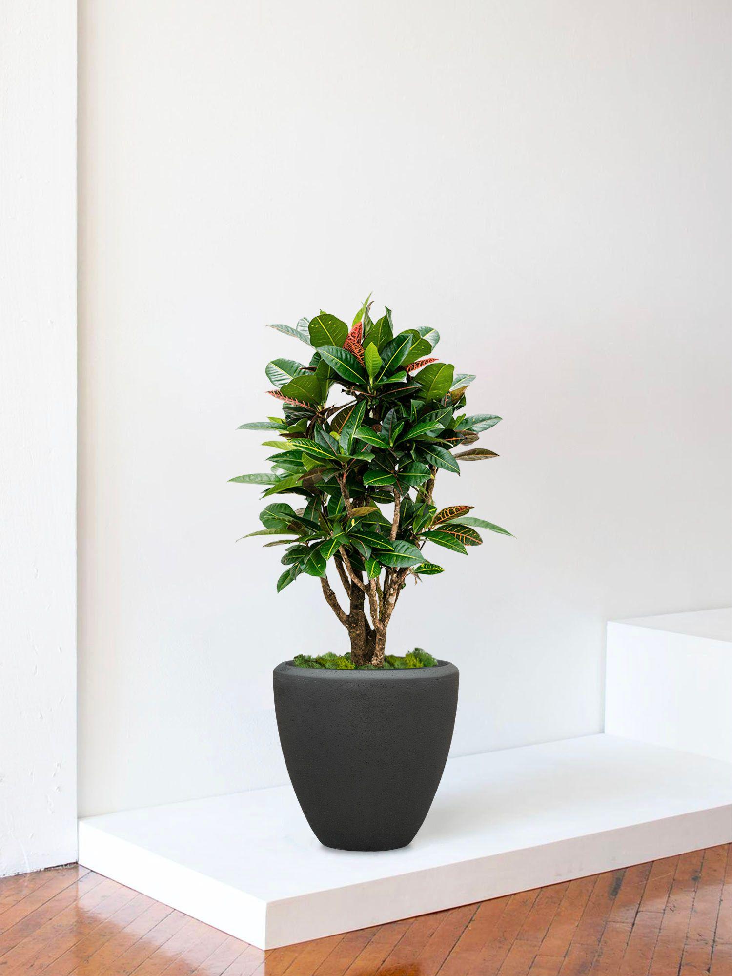 Croton Golden Petra