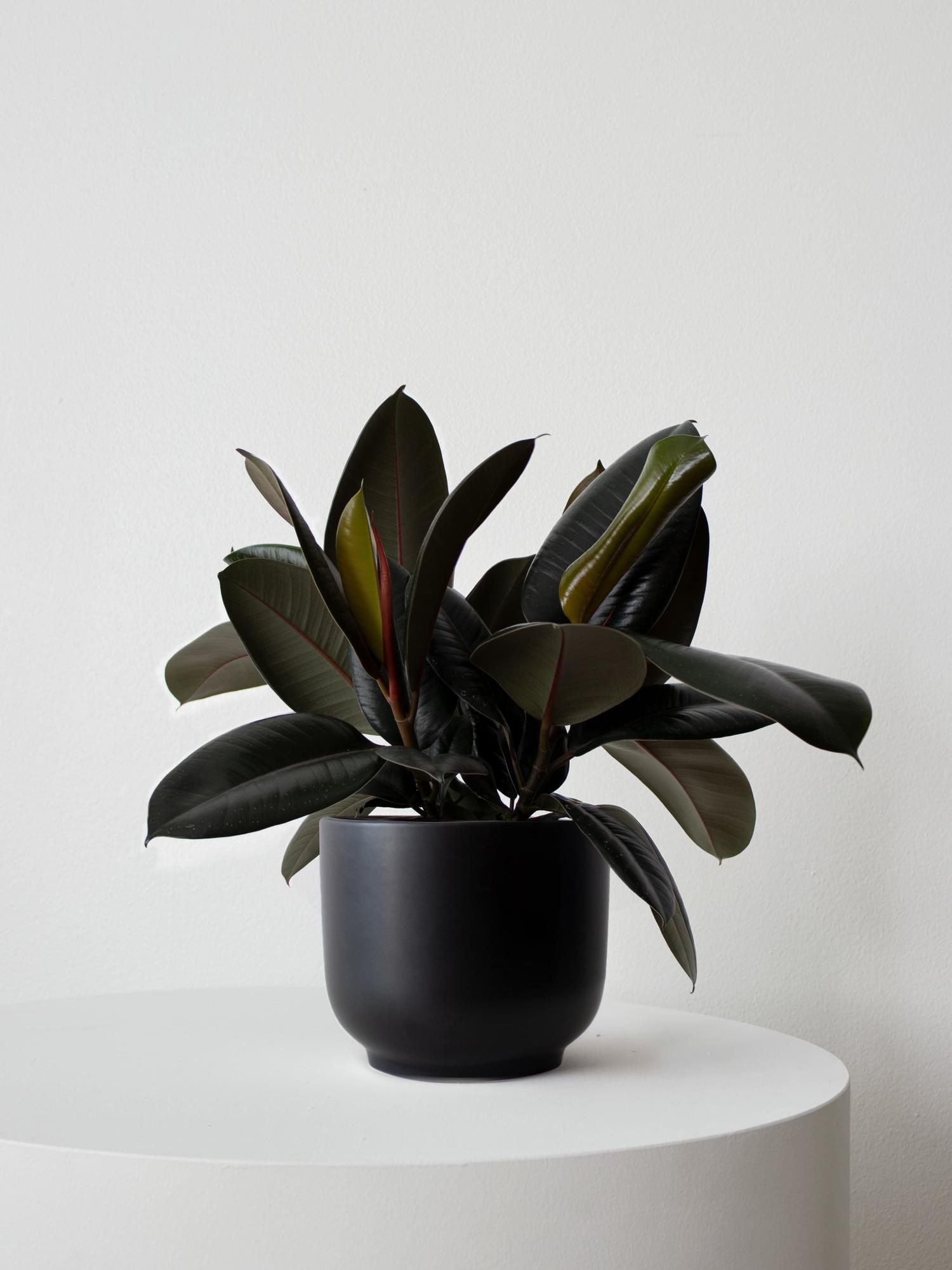 Rubber Plant - Black Nouvelle Ceramic 