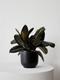 Rubber Plant
