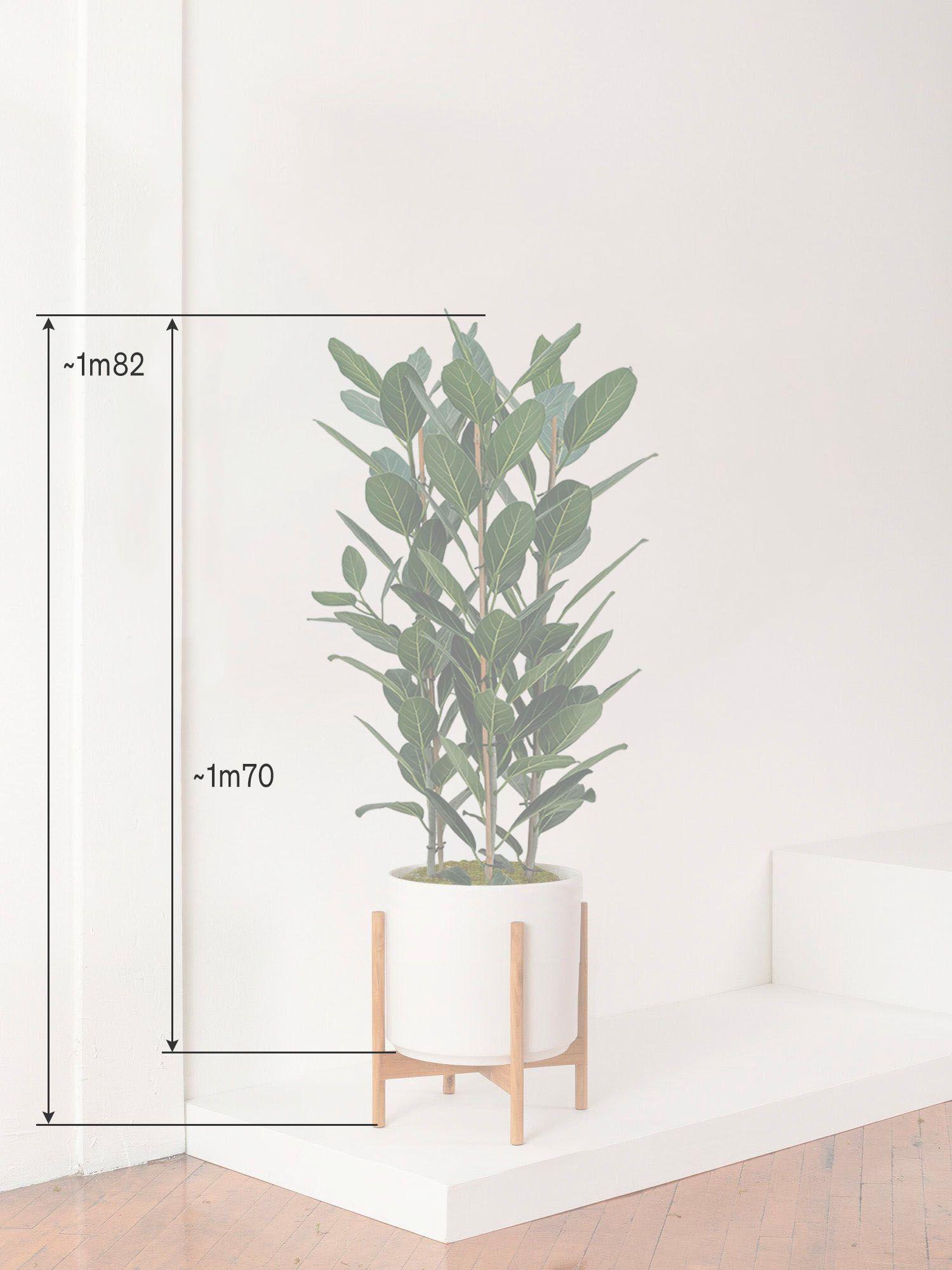 Ficus Audrey