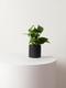 Jade Pothos