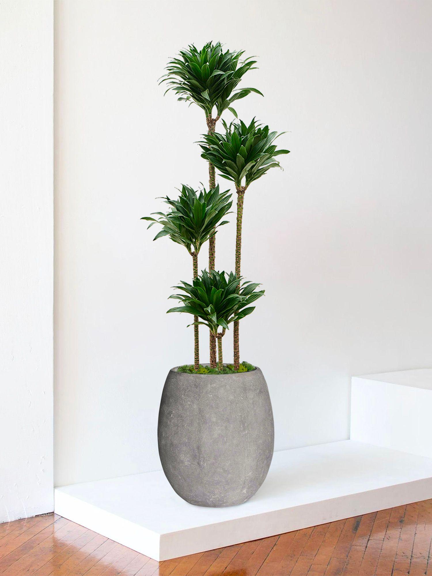 Dracaena Fragrans Compacta