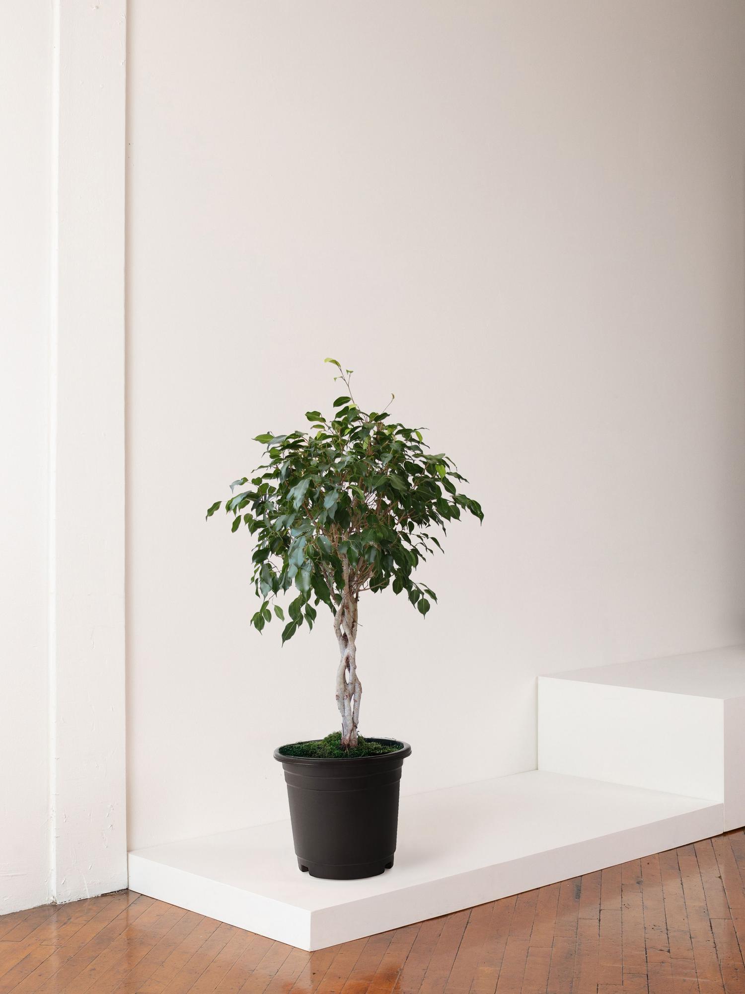 Ficus Benjamina