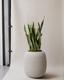Snake Plant Laurentii