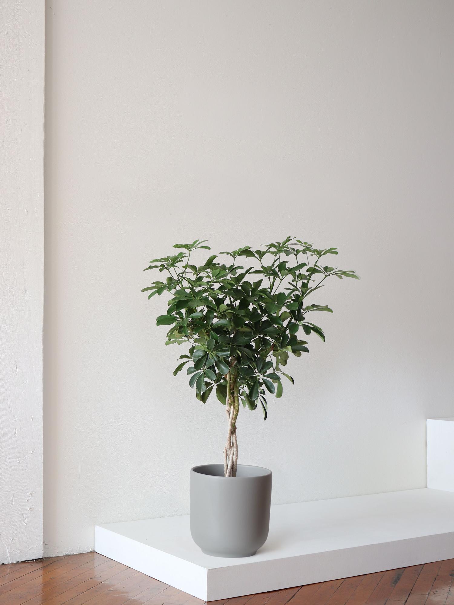 Braided Schefflera Tree - Nouvelle