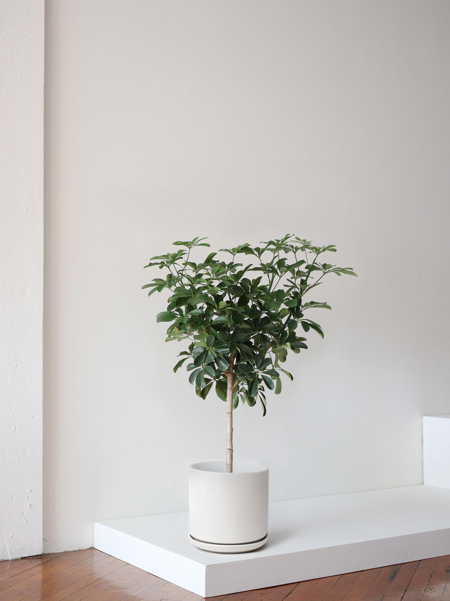 Schefflera Tree