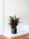 Calathea Peacock of Rio