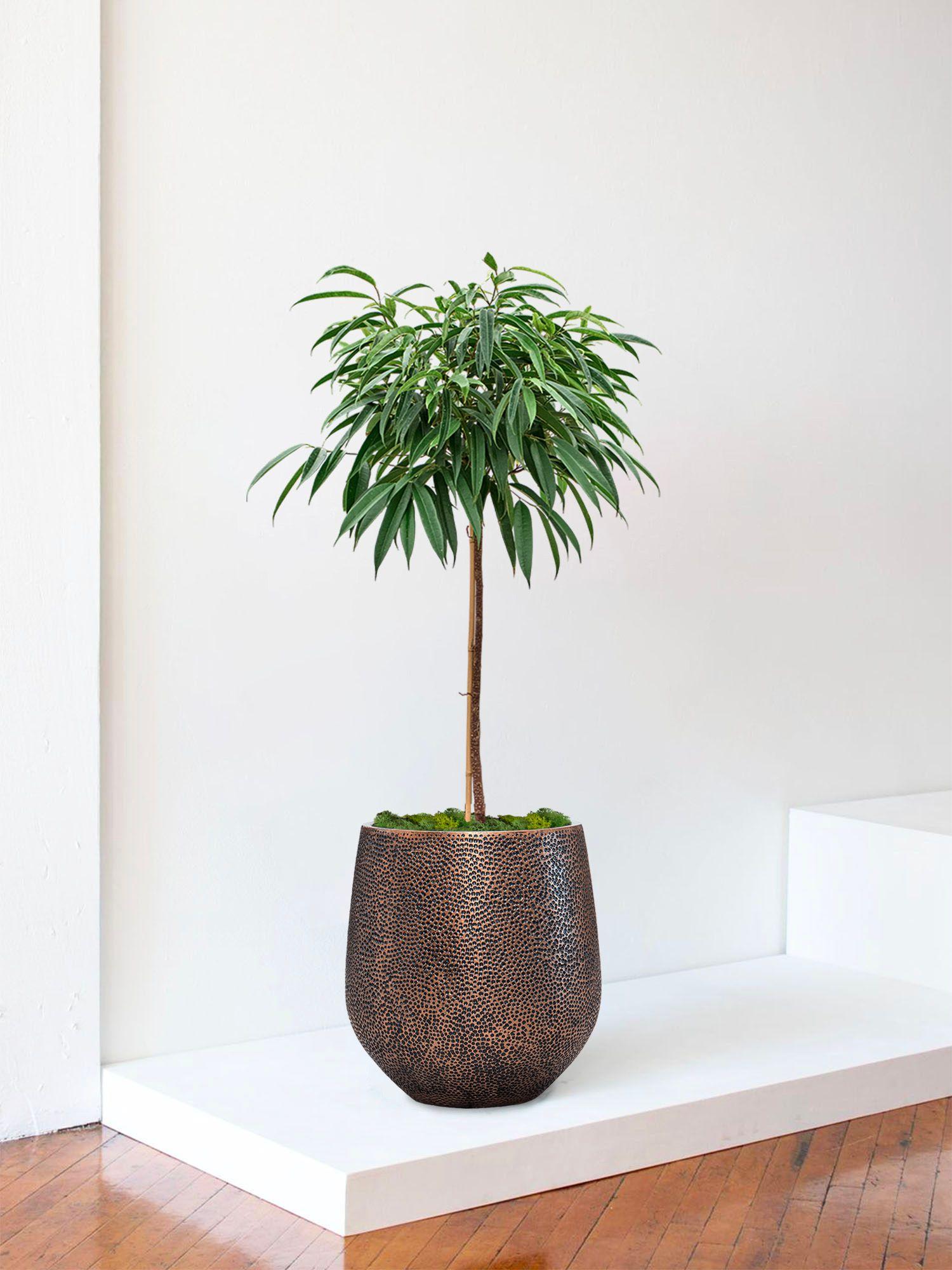 Arbre Ficus Alii