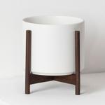 Bird's Nest Fern - White Mid-Century Ceramic + Dark Wood Stand