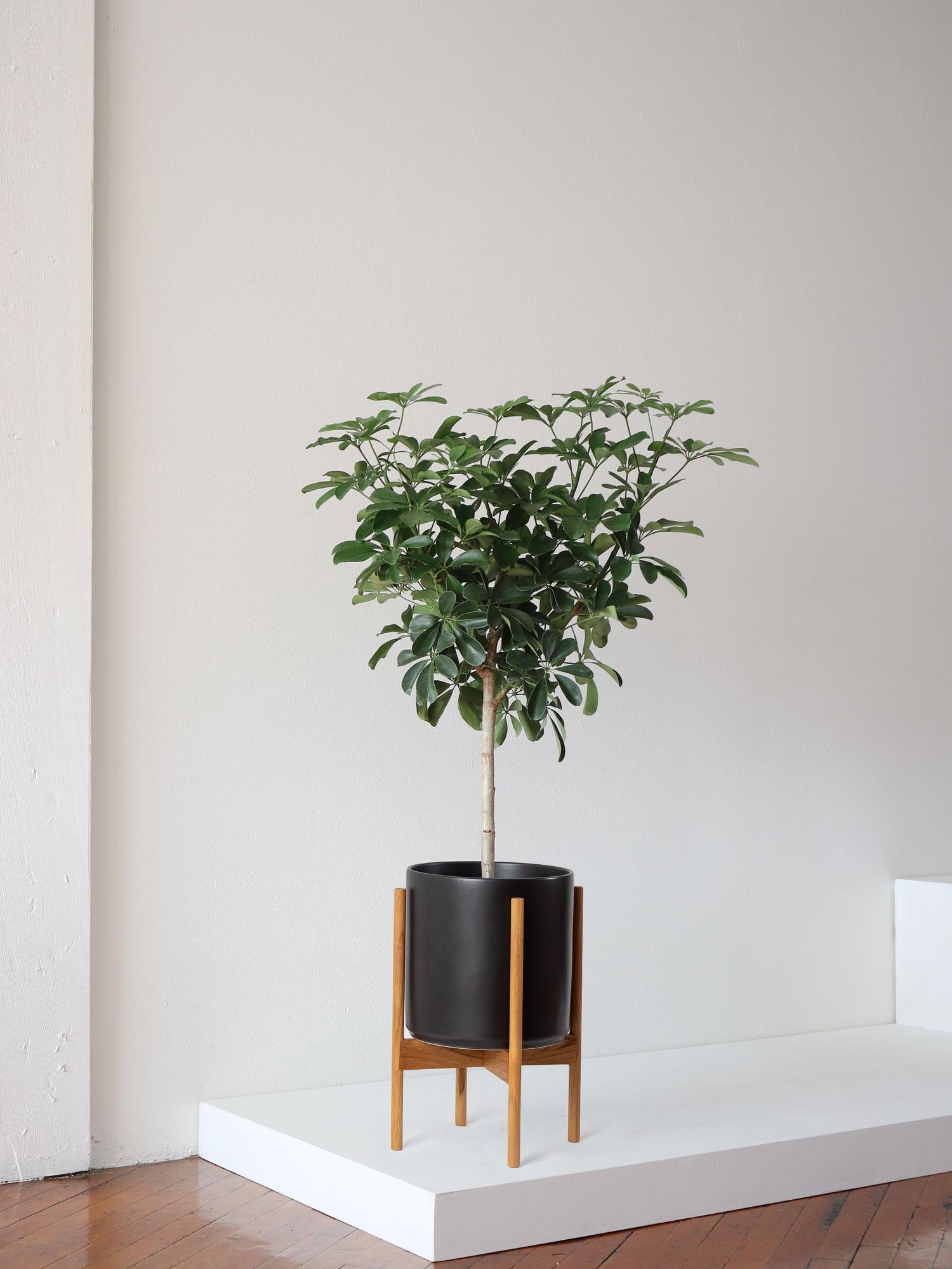 Schefflera - Black Mid-Century Ceramic & Light Wood Stand 