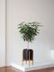 Schefflera Tree