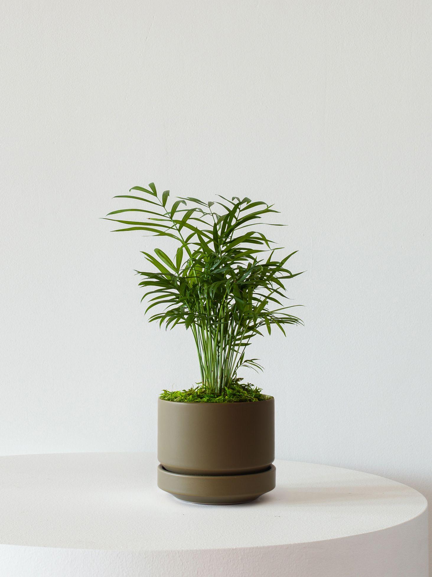 Parlor Palm