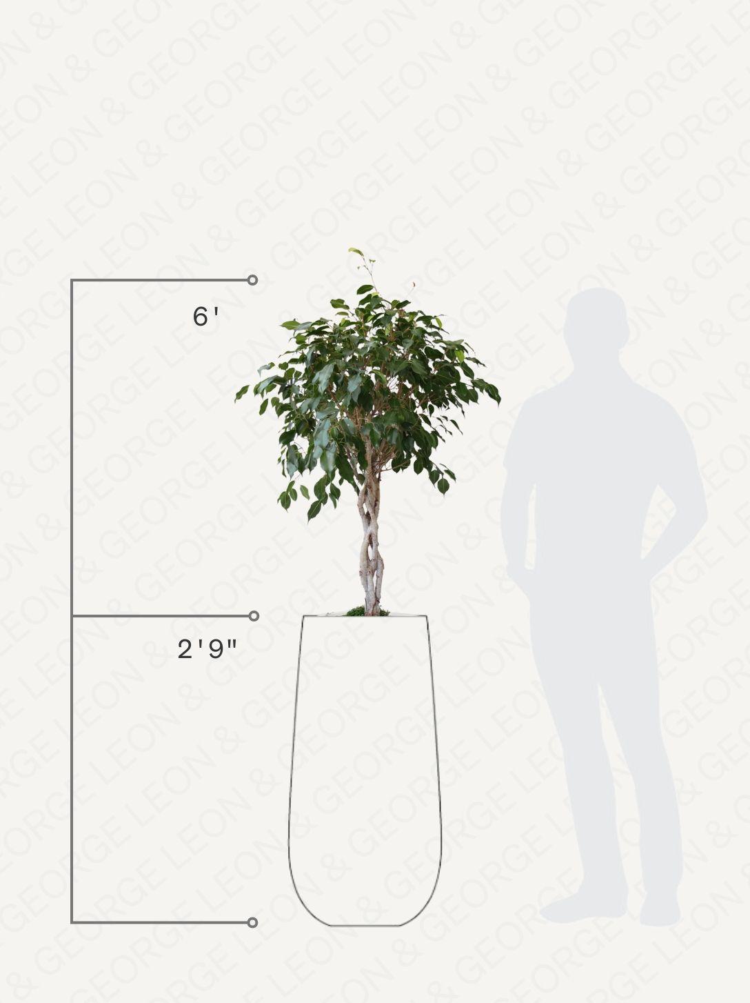 Ficus Benjamina