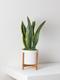 Sansevieria Laurentii