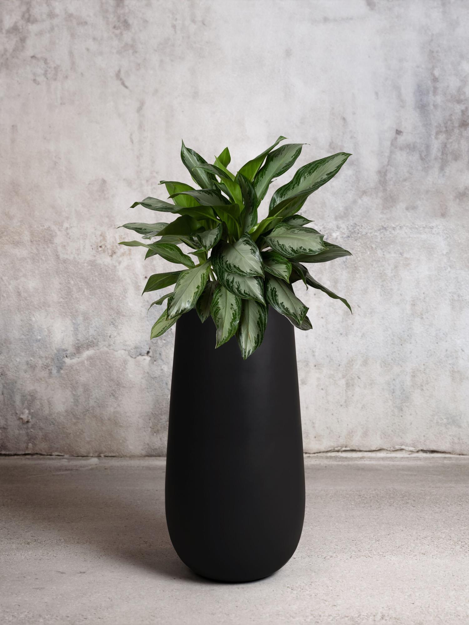 Silver Evergreen