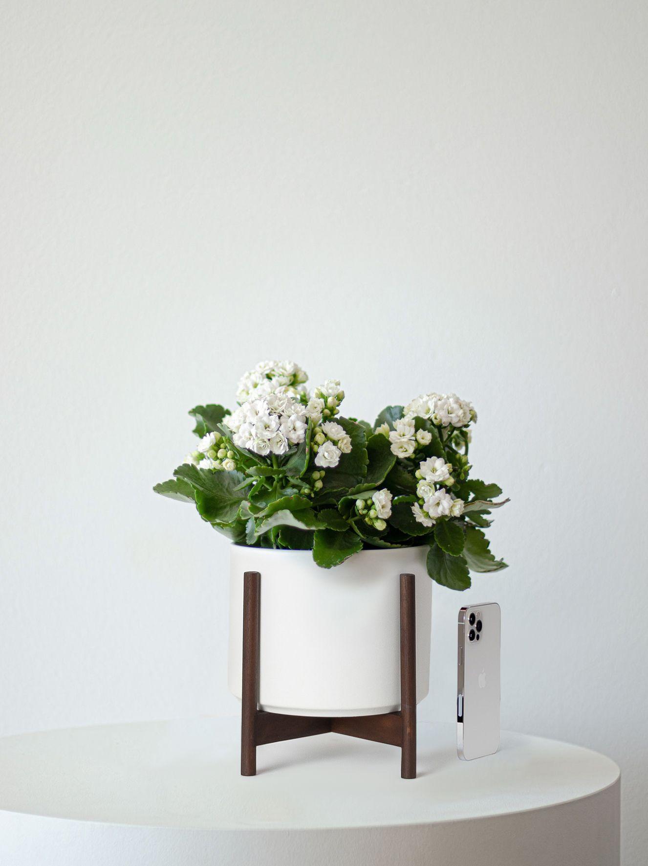 Snowdrop Calandiva