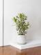 Dracaena Song of India