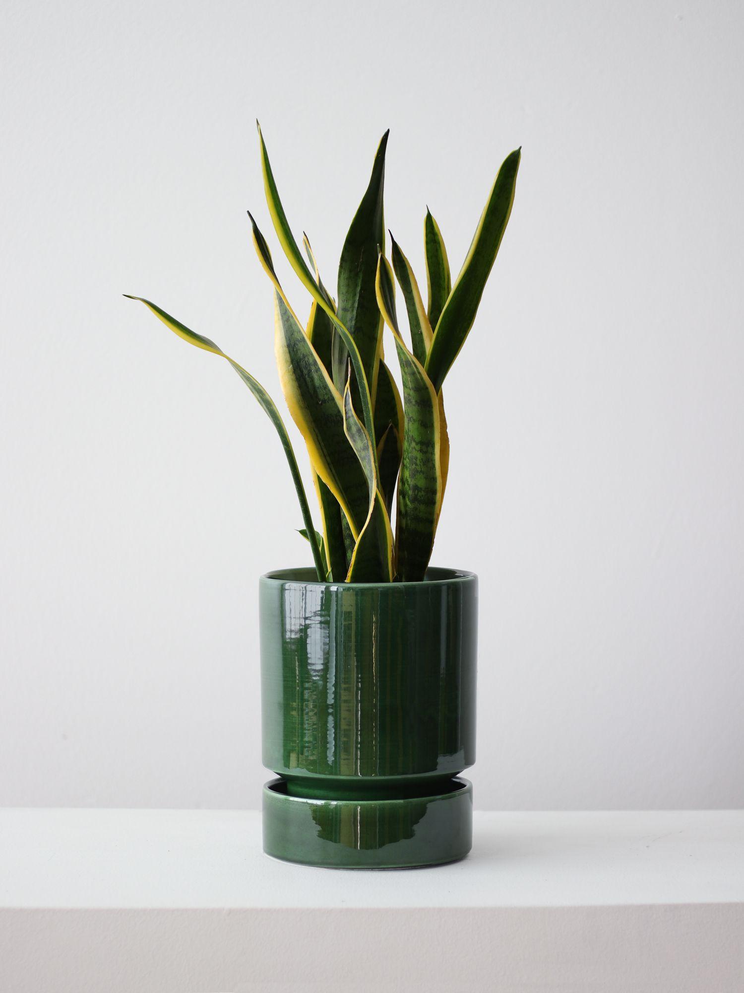 Snake Plant Laurentii - Emerald With Saucer 