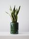 Snake Plant Laurentii